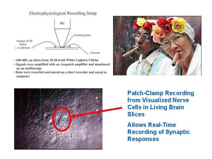 Patch-Clamp Recording from Visualized Nerve Cells in Living Brain Slices Allows Real-Time Recording of