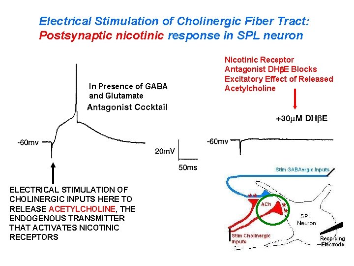 Electrical Stimulation of Cholinergic Fiber Tract: Postsynaptic nicotinic response in SPL neuron In Presence