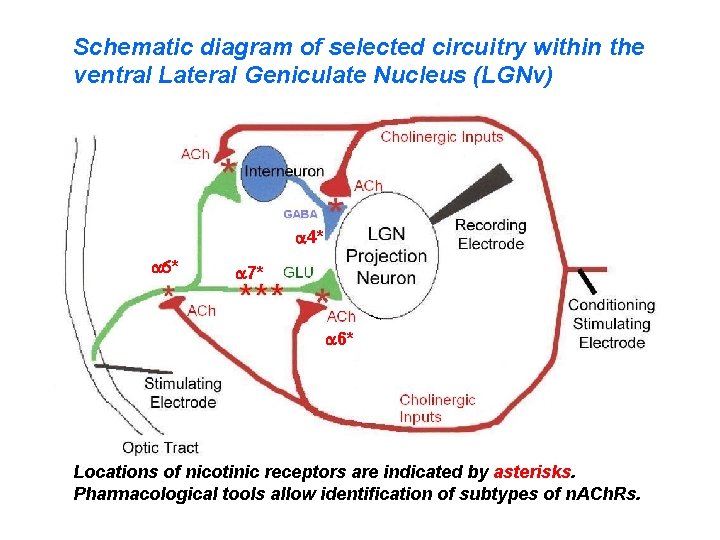 Schematic diagram of selected circuitry within the ventral Lateral Geniculate Nucleus (LGNv) a 4*