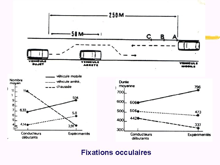 Fixations occulaires 