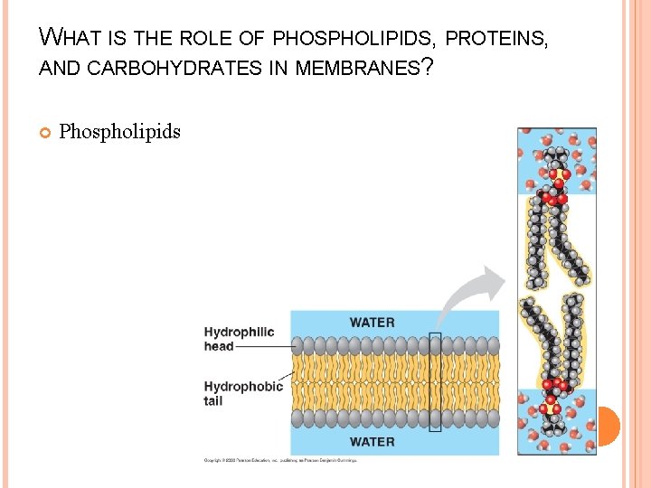 WHAT IS THE ROLE OF PHOSPHOLIPIDS, PROTEINS, AND CARBOHYDRATES IN MEMBRANES? Phospholipids 