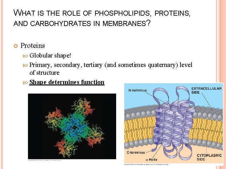 WHAT IS THE ROLE OF PHOSPHOLIPIDS, PROTEINS, AND CARBOHYDRATES IN MEMBRANES? Proteins Globular shape!
