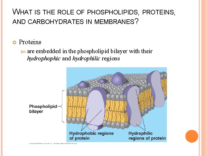 WHAT IS THE ROLE OF PHOSPHOLIPIDS, PROTEINS, AND CARBOHYDRATES IN MEMBRANES? Proteins are embedded
