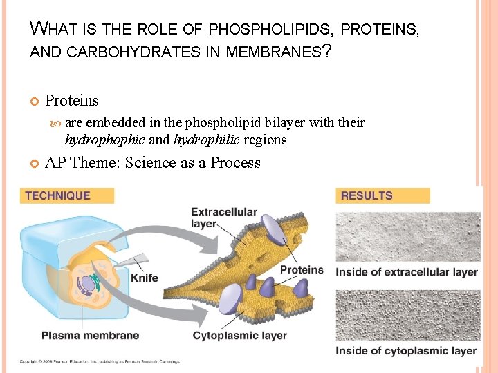 WHAT IS THE ROLE OF PHOSPHOLIPIDS, PROTEINS, AND CARBOHYDRATES IN MEMBRANES? Proteins are embedded