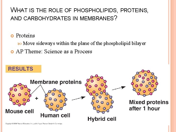 WHAT IS THE ROLE OF PHOSPHOLIPIDS, PROTEINS, AND CARBOHYDRATES IN MEMBRANES? Proteins Move sideways