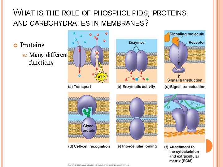 WHAT IS THE ROLE OF PHOSPHOLIPIDS, PROTEINS, AND CARBOHYDRATES IN MEMBRANES? Proteins Many different