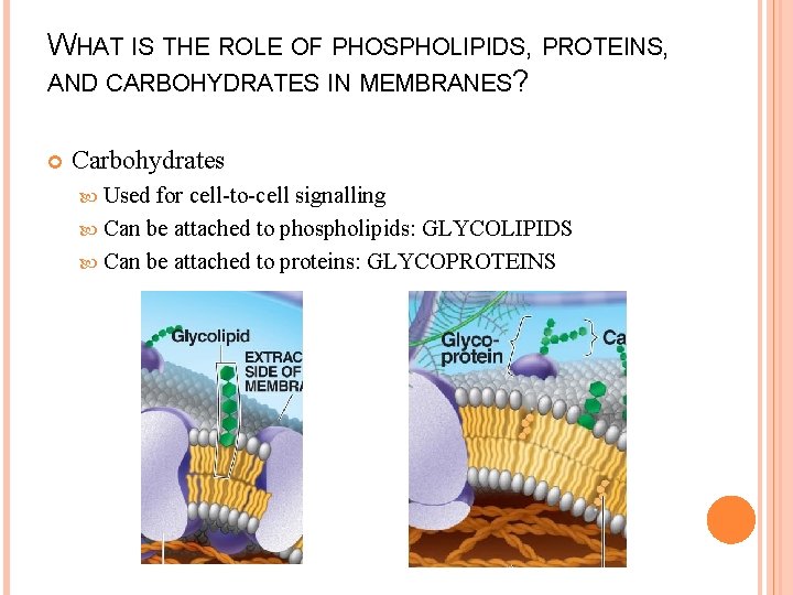 WHAT IS THE ROLE OF PHOSPHOLIPIDS, PROTEINS, AND CARBOHYDRATES IN MEMBRANES? Carbohydrates Used for