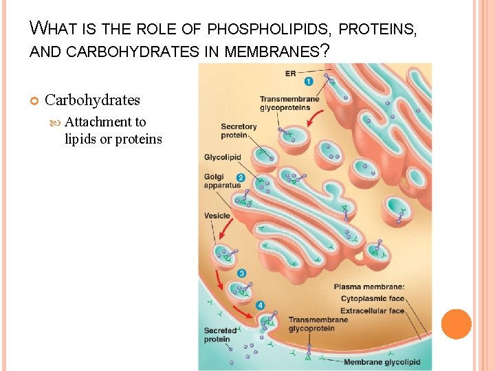 WHAT IS THE ROLE OF PHOSPHOLIPIDS, PROTEINS, AND CARBOHYDRATES IN MEMBRANES? Carbohydrates Attachment to