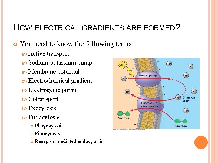 HOW ELECTRICAL GRADIENTS ARE FORMED? You need to know the following terms: Active transport