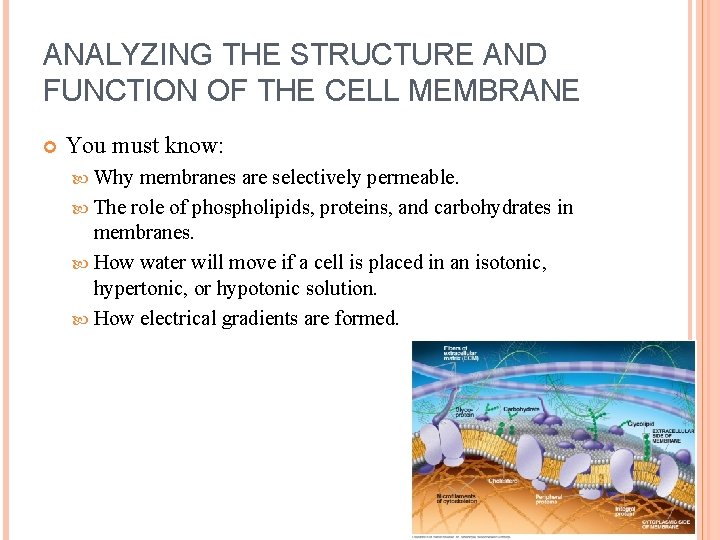 ANALYZING THE STRUCTURE AND FUNCTION OF THE CELL MEMBRANE You must know: Why membranes