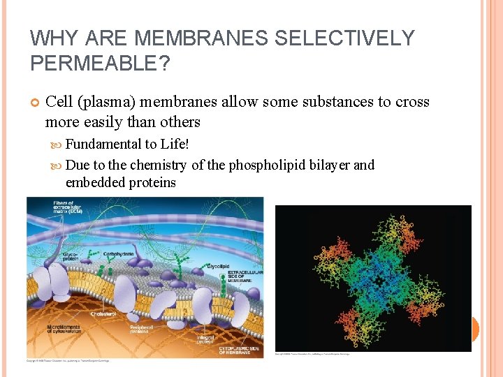 WHY ARE MEMBRANES SELECTIVELY PERMEABLE? Cell (plasma) membranes allow some substances to cross more