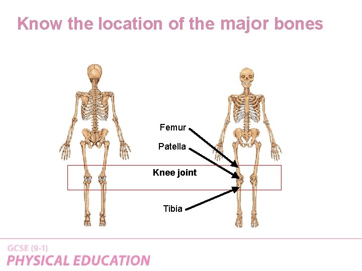 Know the location of the major bones Femur Patella Knee joint Tibia 