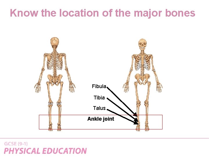 Know the location of the major bones Fibula Tibia Talus Ankle joint 
