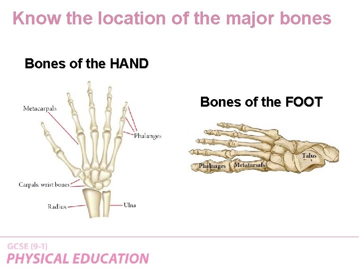 Know the location of the major bones Bones of the HAND Bones of the