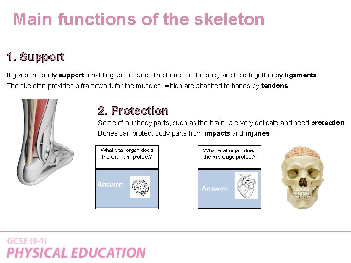 Main functions of the skeleton 1. Support It gives the body support, enabling us