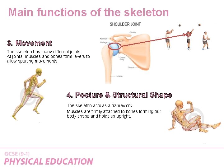 Main functions of the skeleton 3. Movement The skeleton has many different joints. At