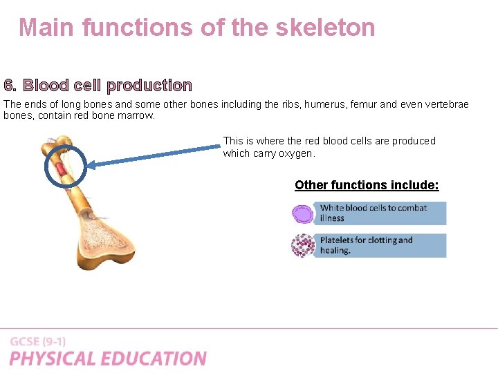 Main functions of the skeleton 6. Blood cell production The ends of long bones