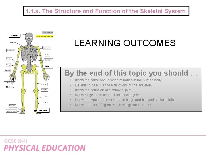 1. 1. a. The Structure and Function of the Skeletal System Cranium LEARNING OUTCOMES