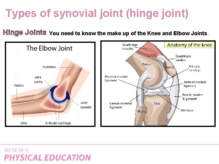 Types of synovial joint (hinge joint) Hinge Joints You need to know the make