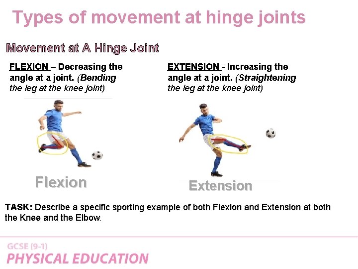 Types of movement at hinge joints Movement at A Hinge Joint FLEXION – Decreasing