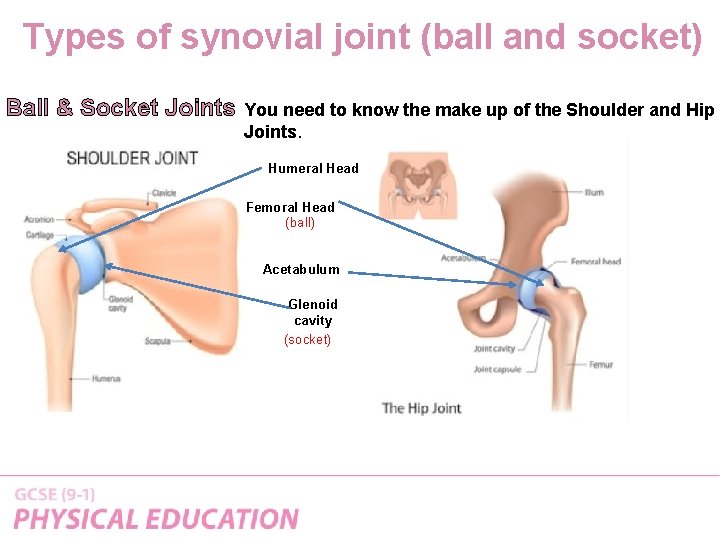 Types of synovial joint (ball and socket) Ball & Socket Joints You need to