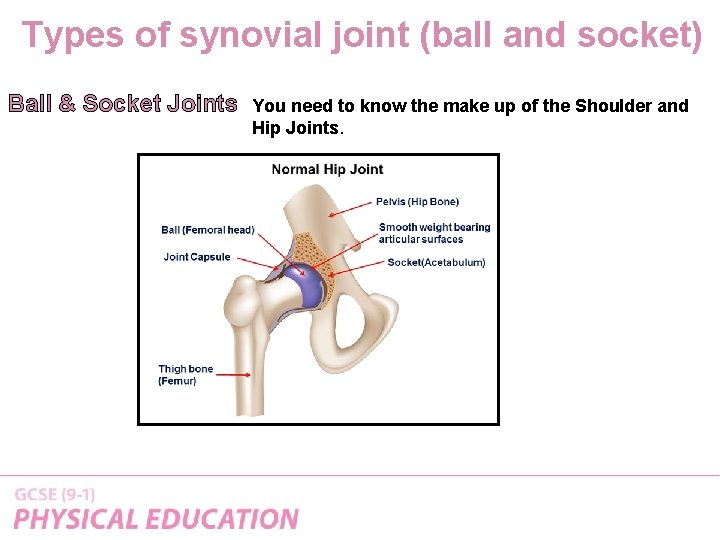 Types of synovial joint (ball and socket) Ball & Socket Joints You need to