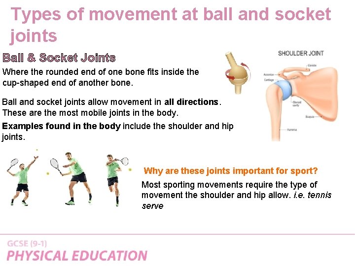 Types of movement at ball and socket joints Ball & Socket Joints Where the