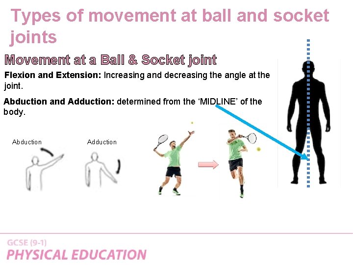 Types of movement at ball and socket joints Movement at a Ball & Socket