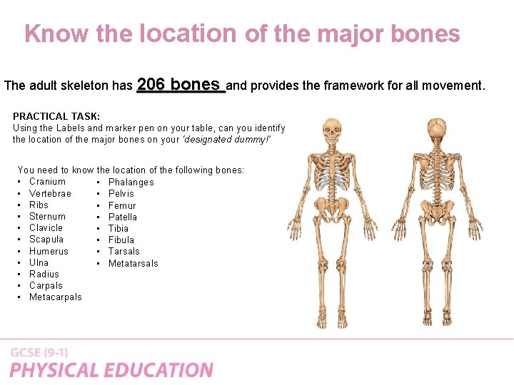 Know the location of the major bones The adult skeleton has 206 bones and