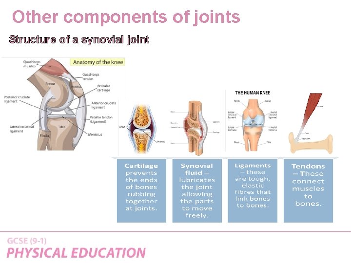 Other components of joints Structure of a synovial joint 