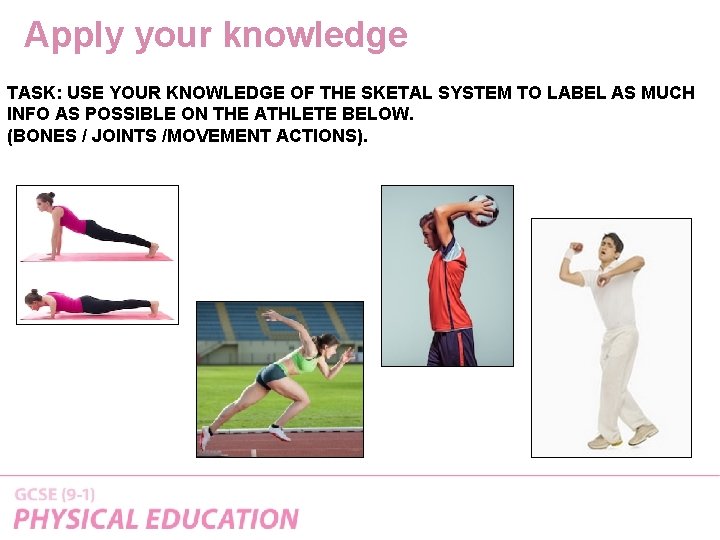 Apply your knowledge TASK: USE YOUR KNOWLEDGE OF THE SKETAL SYSTEM TO LABEL AS