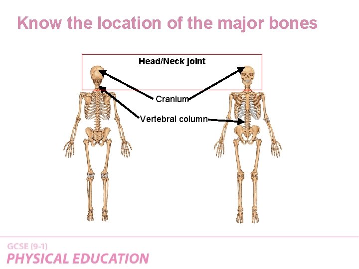 Know the location of the major bones Head/Neck joint Cranium Vertebral column 