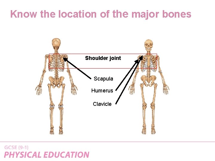 Know the location of the major bones Shoulder joint Scapula Humerus Clavicle 