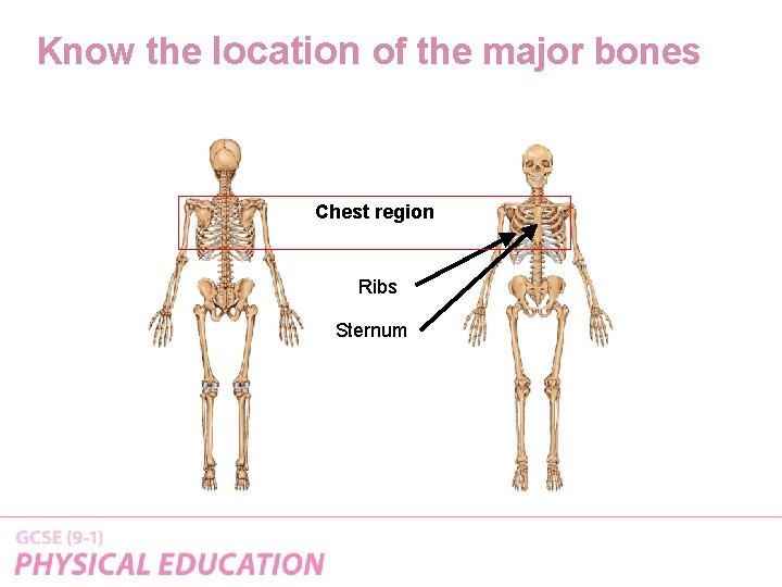 Know the location of the major bones Chest region Ribs Sternum 