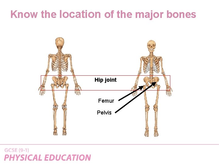 Know the location of the major bones Hip joint Femur Pelvis 