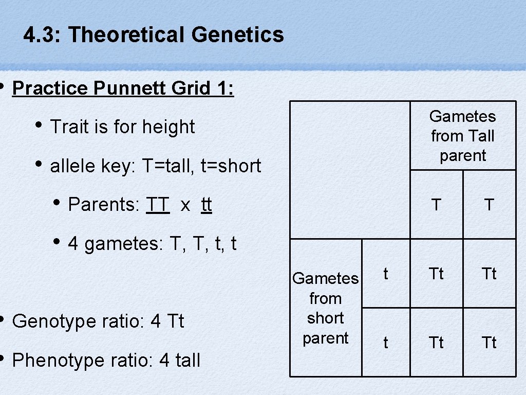 4. 3: Theoretical Genetics • Practice Punnett Grid 1: Gametes from Tall parent •