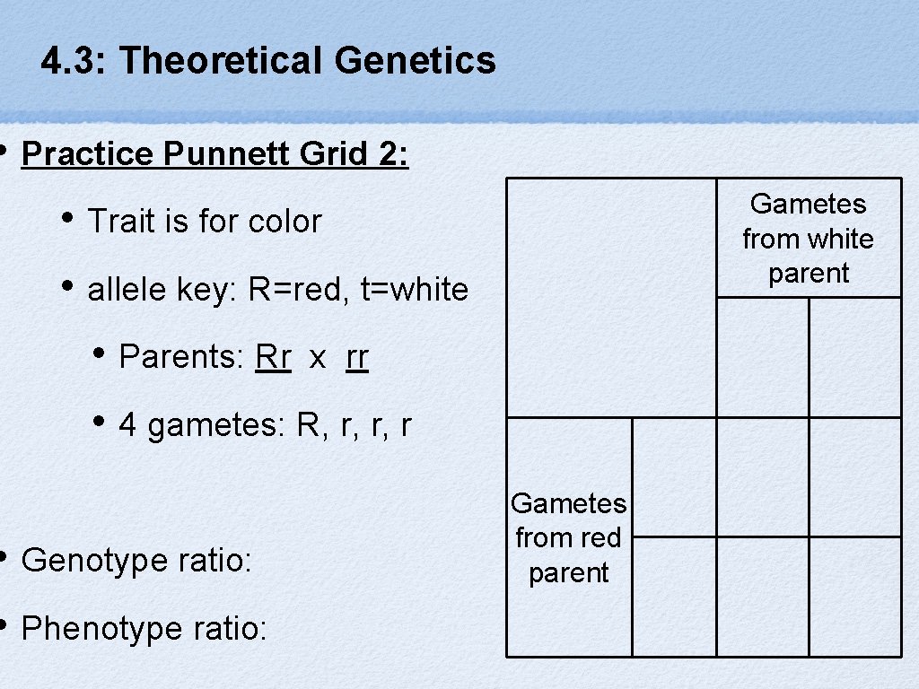 4. 3: Theoretical Genetics • Practice Punnett Grid 2: Gametes from white parent •