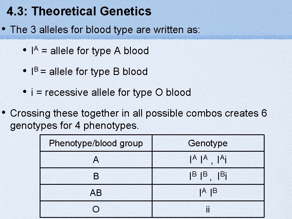 4. 3: Theoretical Genetics • • The 3 alleles for blood type are written