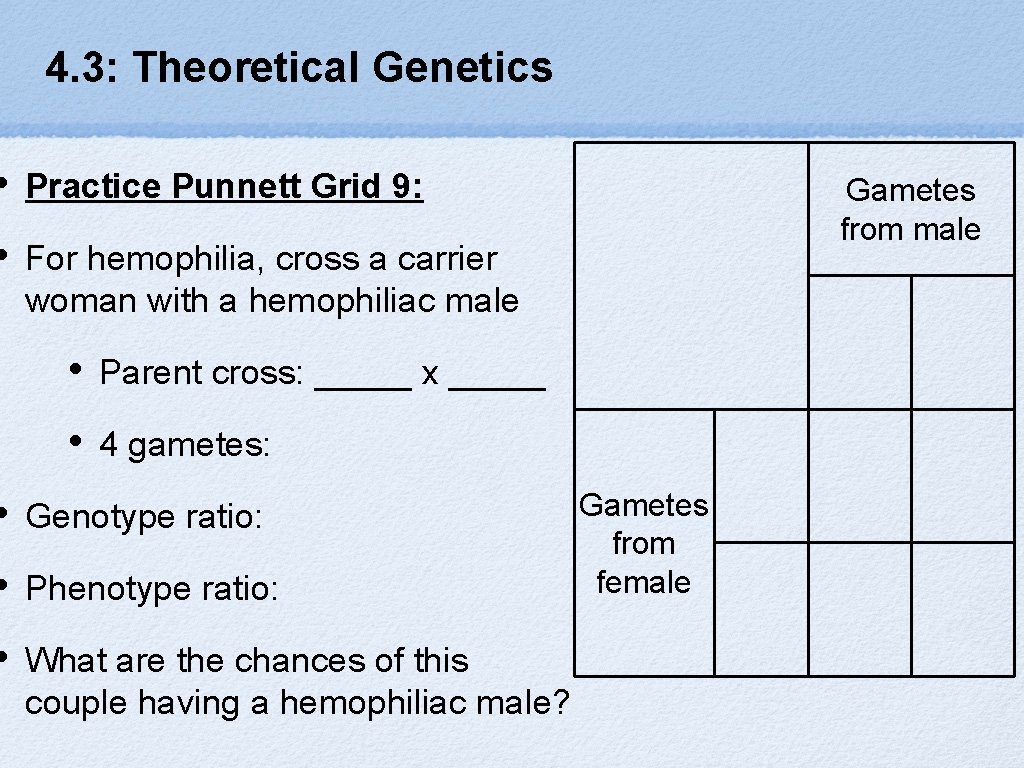 4. 3: Theoretical Genetics • Practice Punnett Grid 9: • For hemophilia, cross a