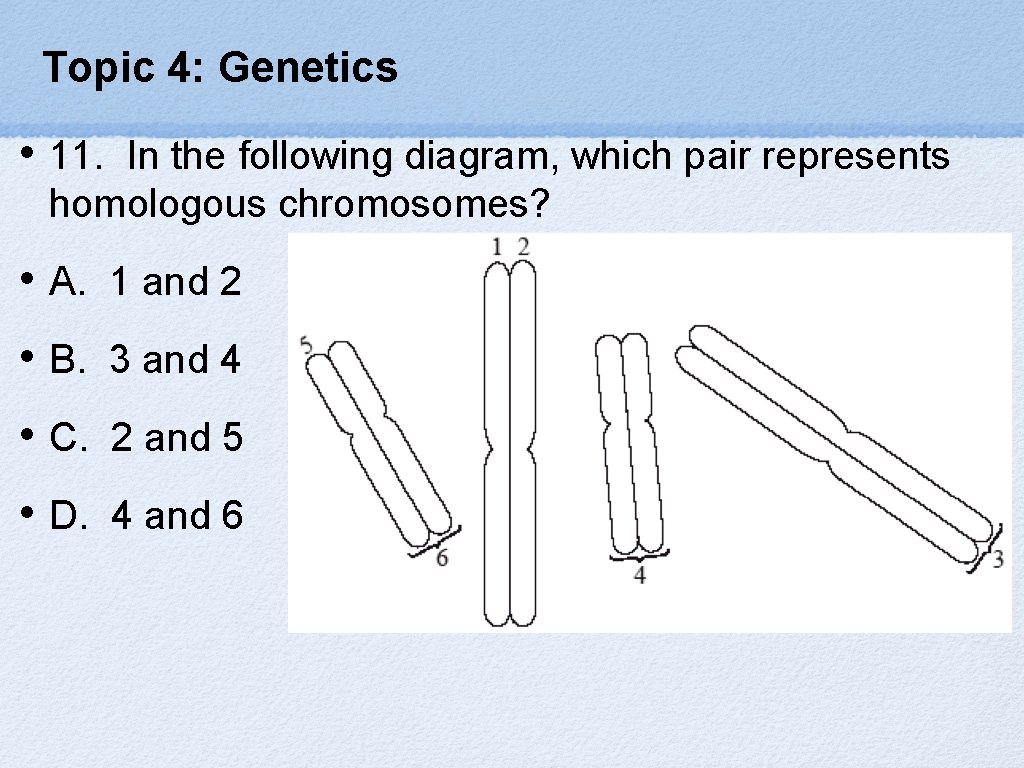 Topic 4: Genetics • 11. In the following diagram, which pair represents homologous chromosomes?