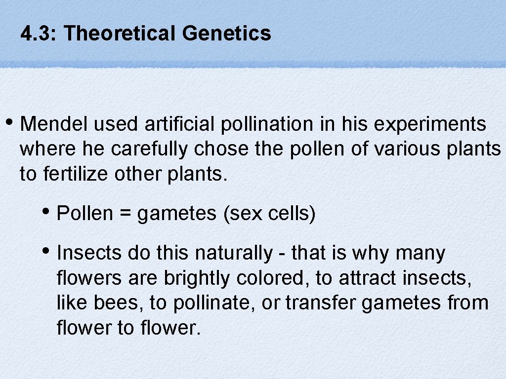 4. 3: Theoretical Genetics • Mendel used artificial pollination in his experiments where he