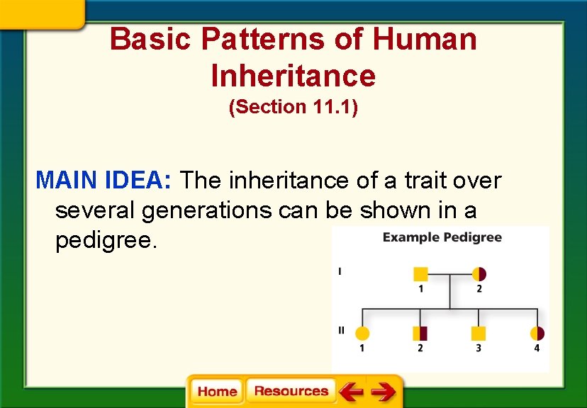 Basic Patterns of Human Inheritance (Section 11. 1) MAIN IDEA: The inheritance of a