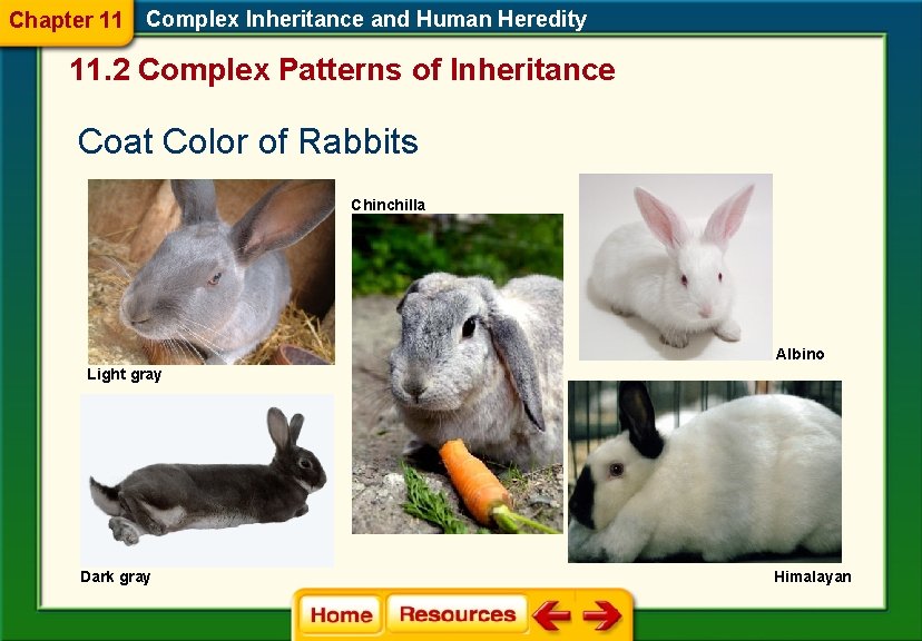 Chapter 11 Complex Inheritance and Human Heredity 11. 2 Complex Patterns of Inheritance Coat