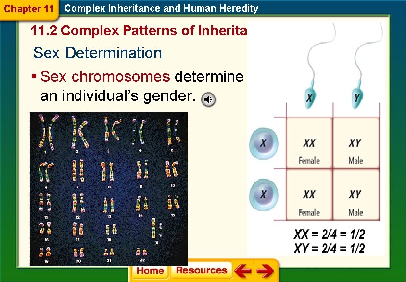 Chapter 11 Complex Inheritance and Human Heredity 11. 2 Complex Patterns of Inheritance Sex