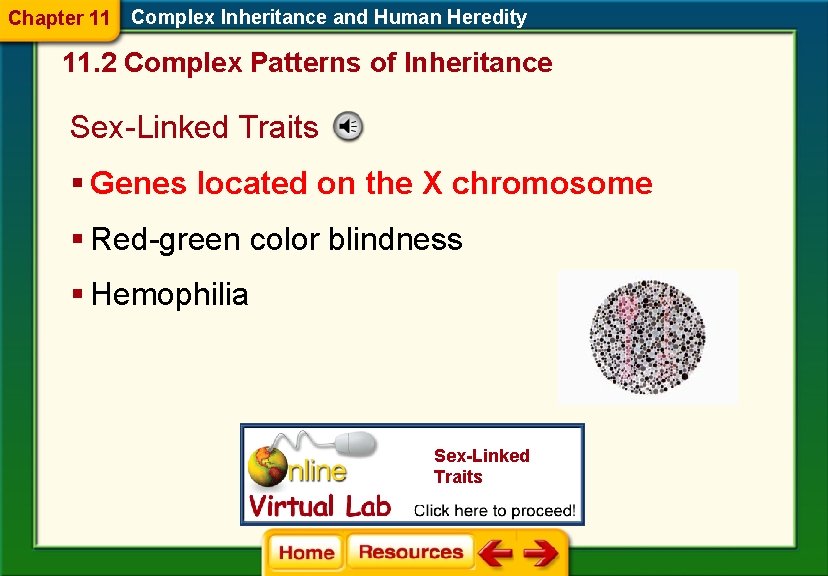 Chapter 11 Complex Inheritance and Human Heredity 11. 2 Complex Patterns of Inheritance Sex-Linked