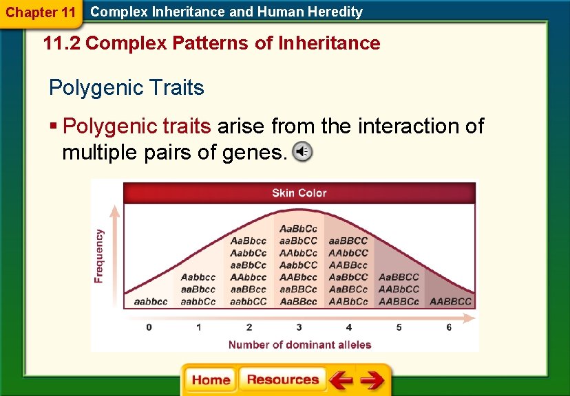 Chapter 11 Complex Inheritance and Human Heredity 11. 2 Complex Patterns of Inheritance Polygenic Chapter 11 Complex Inheritance and Human Heredity 11. 2 Complex Patterns of Inheritance Polygenic