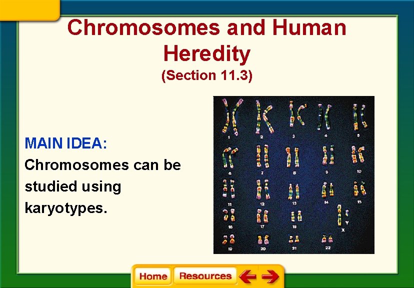 Chromosomes and Human Heredity (Section 11. 3) MAIN IDEA: Chromosomes can be studied using Chromosomes and Human Heredity (Section 11. 3) MAIN IDEA: Chromosomes can be studied using