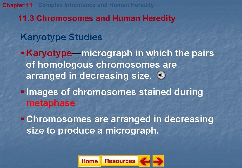 Chapter 11 Complex Inheritance and Human Heredity 11. 3 Chromosomes and Human Heredity Karyotype Chapter 11 Complex Inheritance and Human Heredity 11. 3 Chromosomes and Human Heredity Karyotype