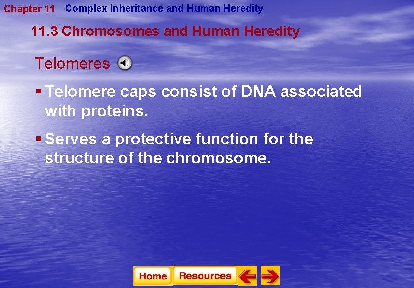 Chapter 11 Complex Inheritance and Human Heredity 11. 3 Chromosomes and Human Heredity Telomeres