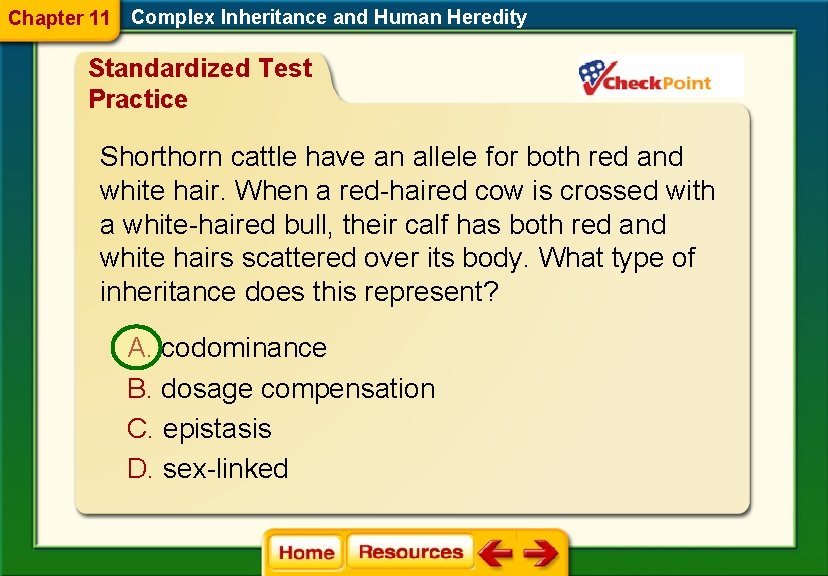 Chapter 11 Complex Inheritance and Human Heredity Standardized Test Practice Shorthorn cattle have an